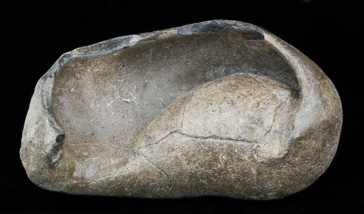 Fossil Whale Ear Bone - Miocene #40322